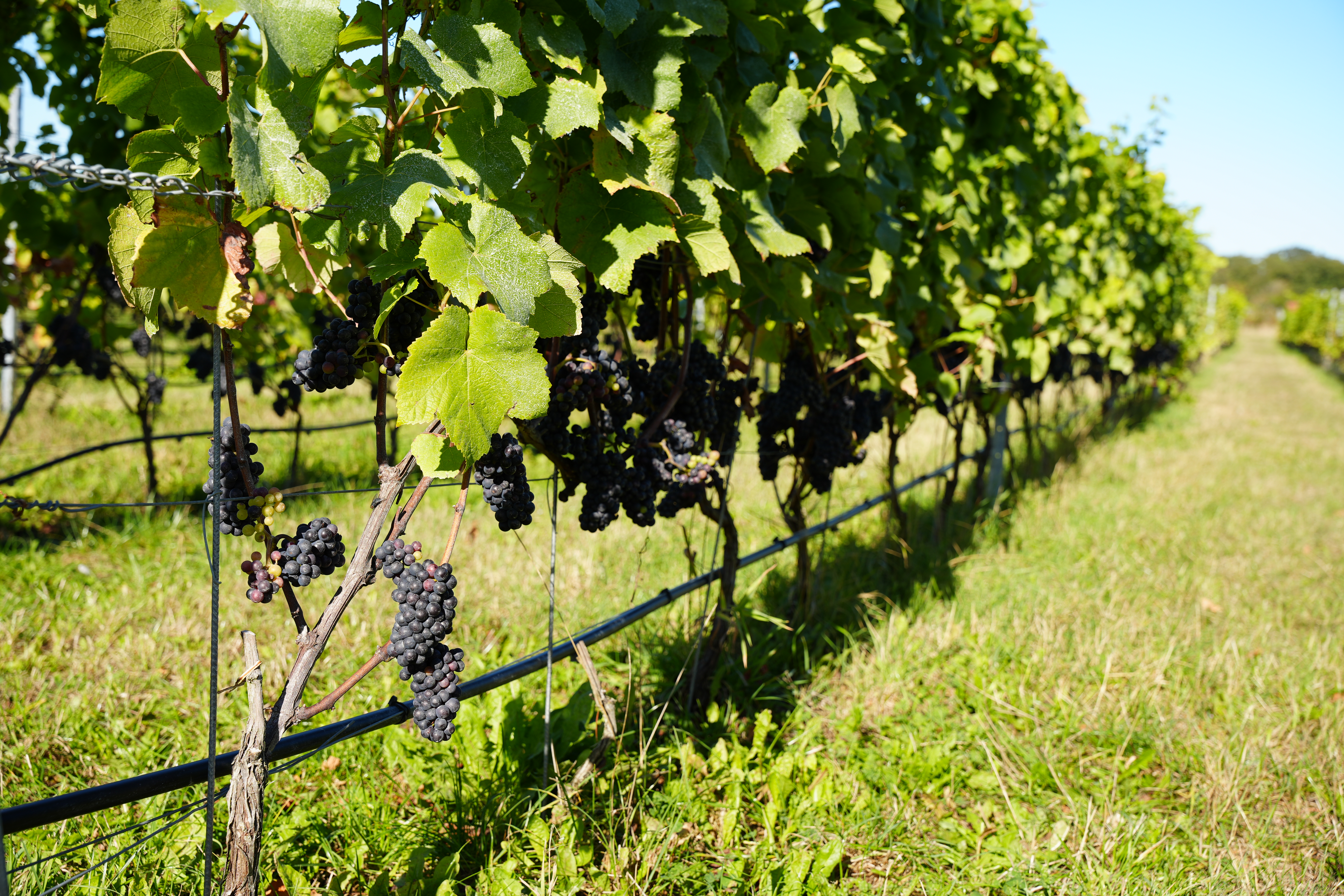 Bild på vinplantage.