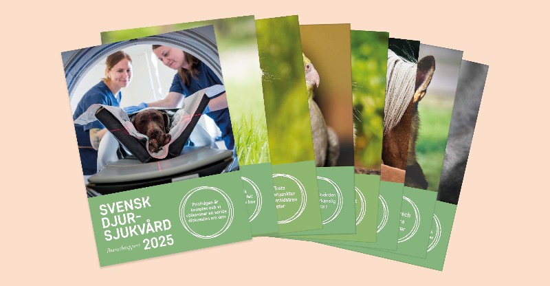 Omslag för Svensk Djursjukvårds branschrapporter. 2025 års rapport längst fram.