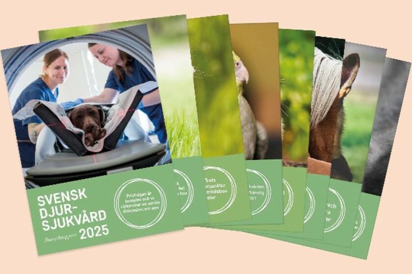 Omslag för Svensk Djursjukvårds branschrapporter. 2025 års rapport längst fram.