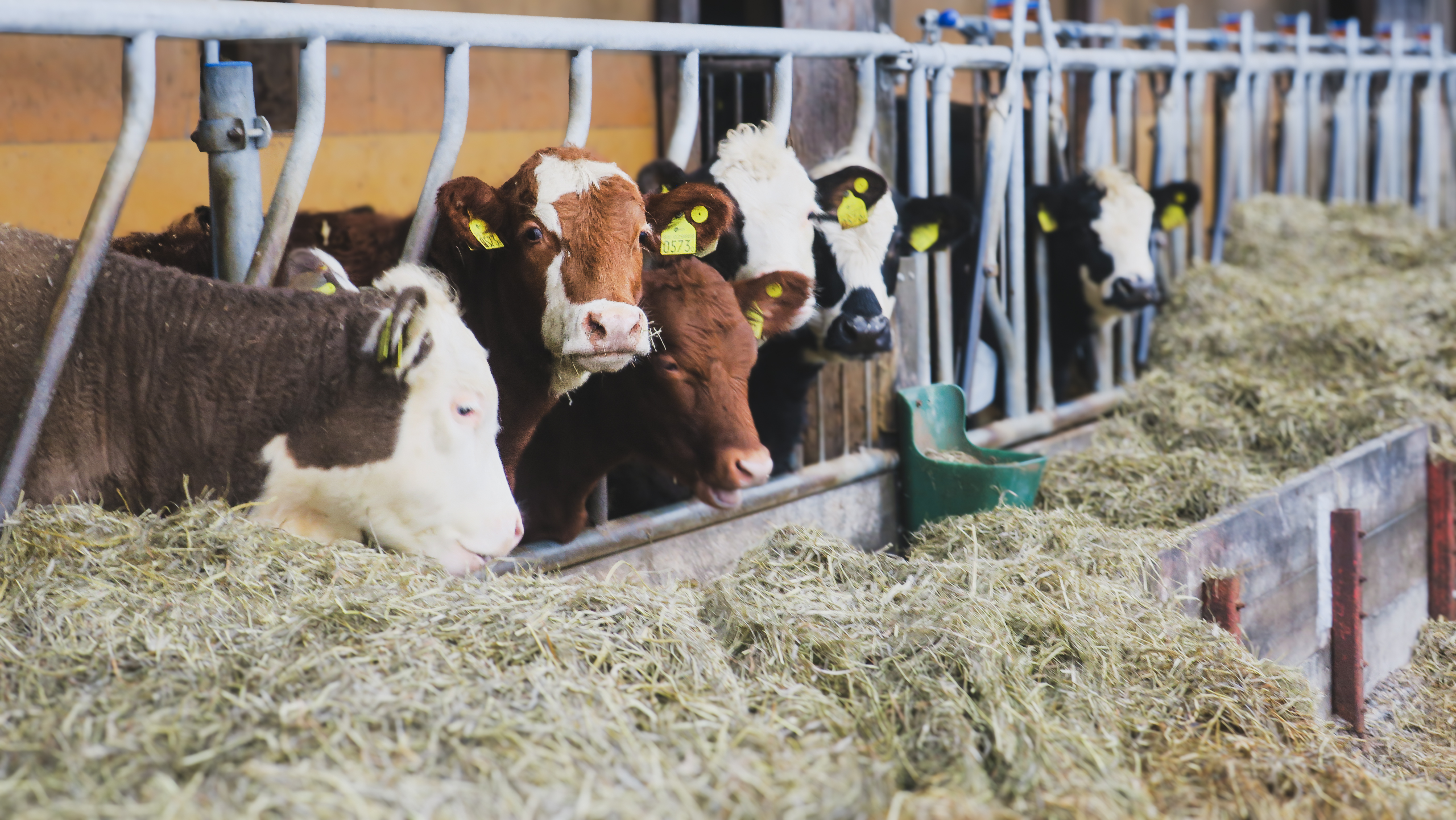 Bild på dikor i ladugård.