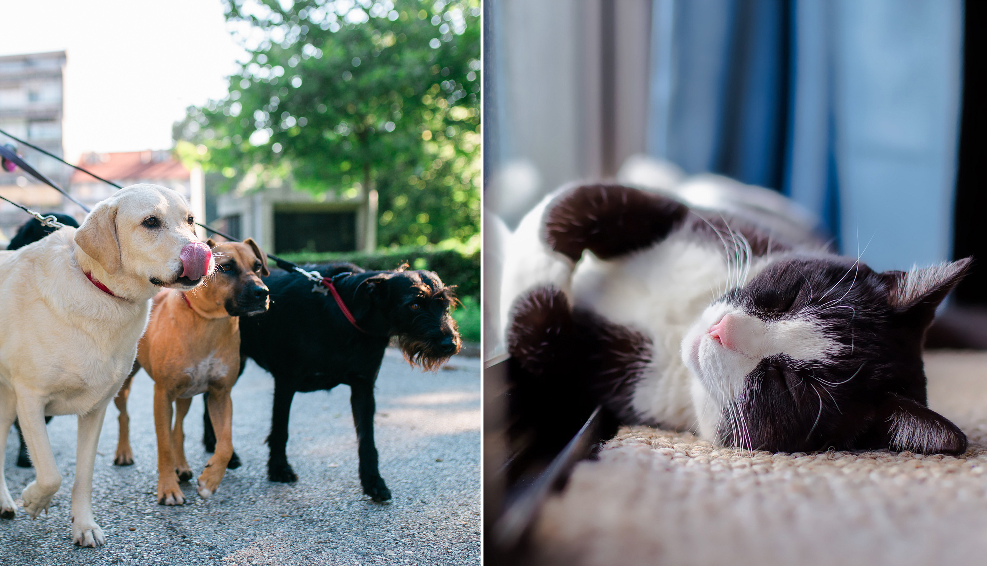 Bild på hundar och katt.