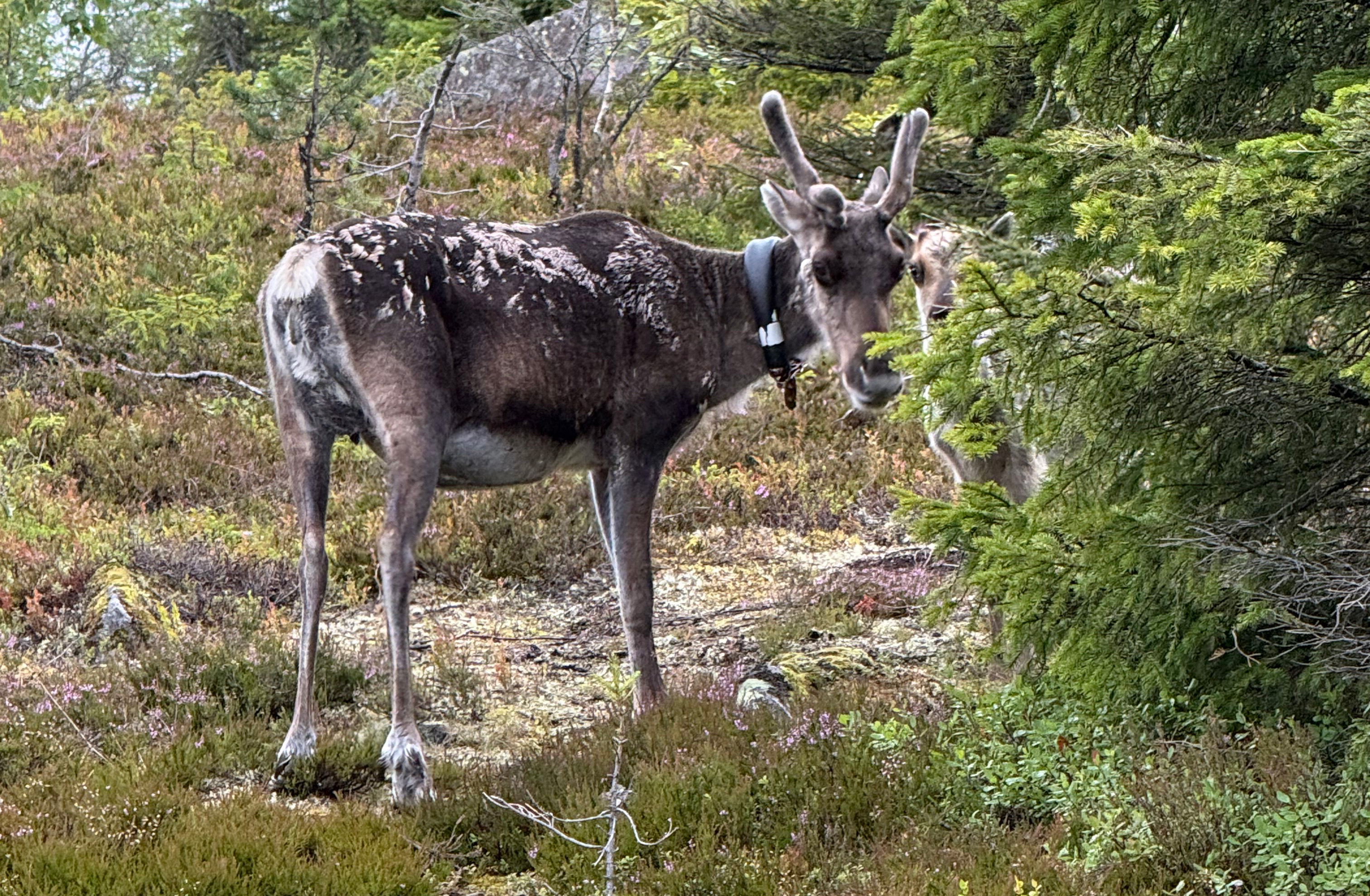 Ren i finska Syöte.