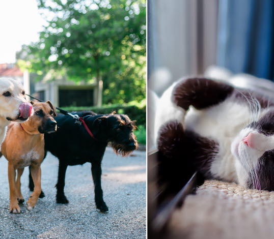 Bild på hundar och katt.
