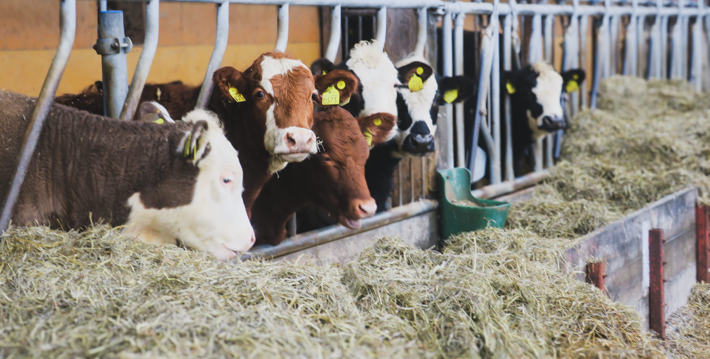 Bild på dikor i ladugård.