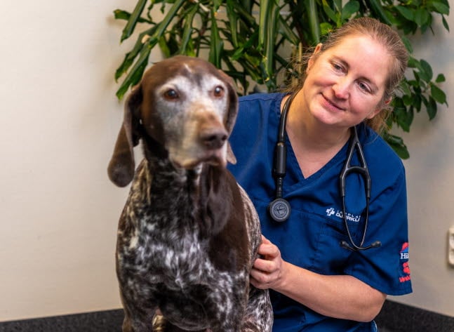 Bild på Julia Engqvist, vd för Lapplands Djurklinik, med vorstehn Kiro, snart 11 år.