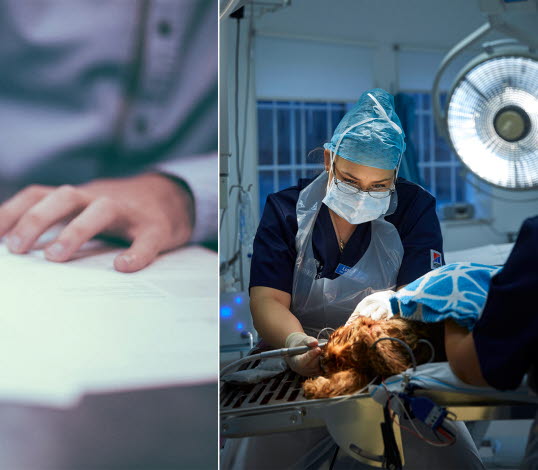 Bild på hand som signerar avtal och bild på veterinär.