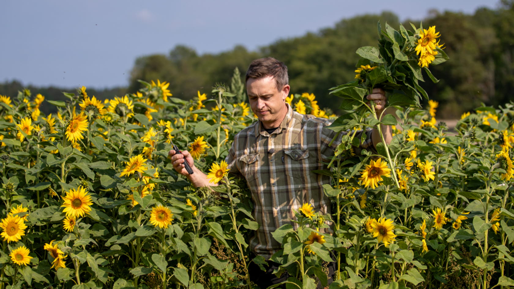 Bild på Arvid Lindgren bland solrosor.