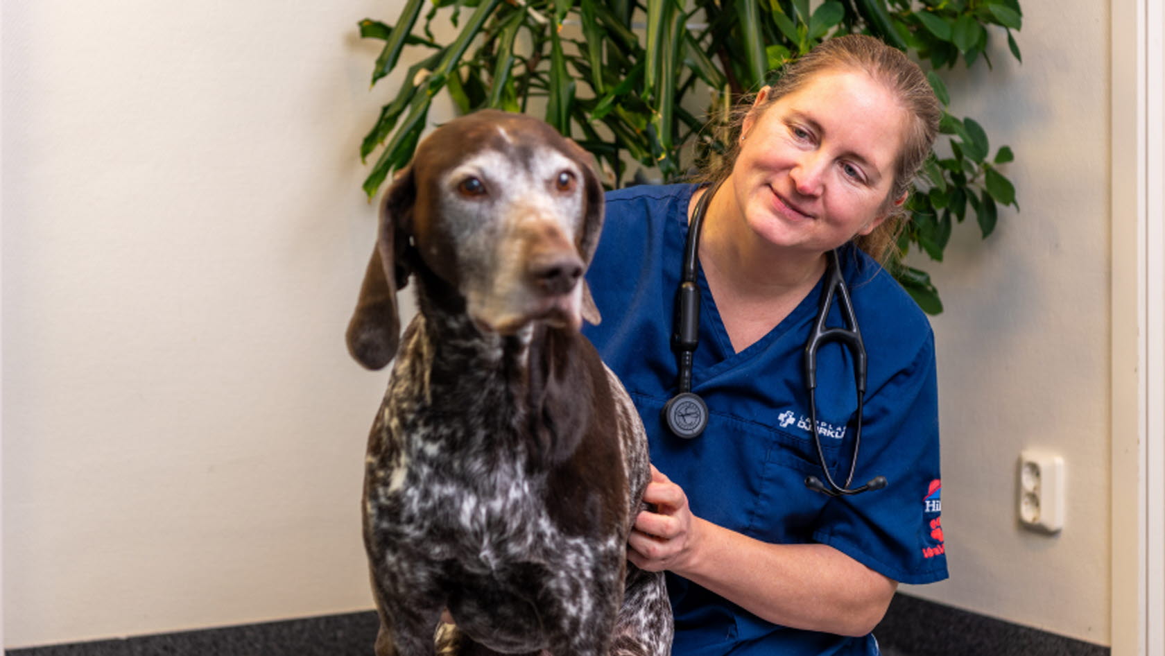 Bild på Julia Engqvist, vd för Lapplands Djurklinik, med vorstehn Kiro, snart 11 år.