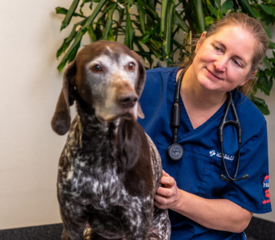 Bild på Julia Engqvist, vd för Lapplands Djurklinik, med vorstehn Kiro, snart 11 år.