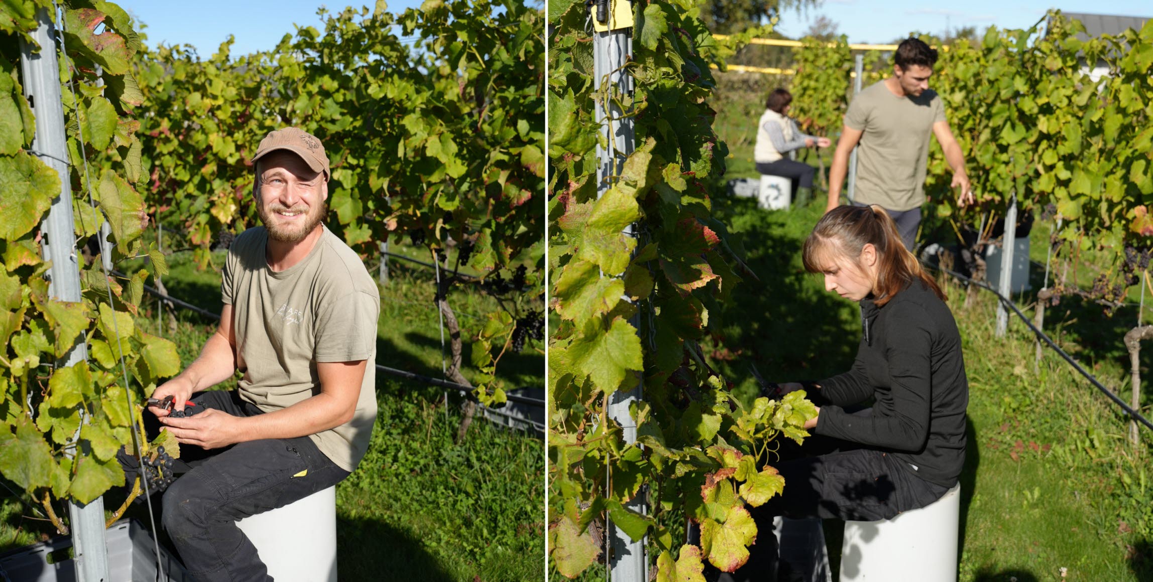 Bild på personer som skördar pinot noir-druvor.