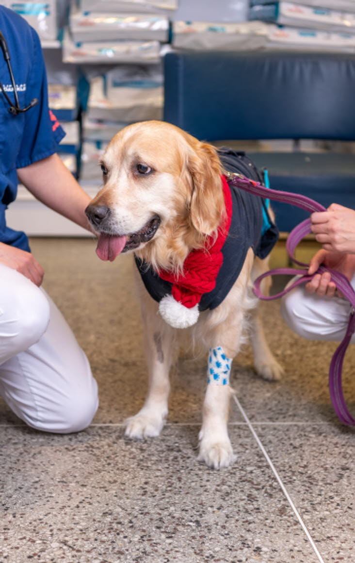 Bild på golden retrievern Athena, 8 år, som besöker Lapplands Djurklinik.